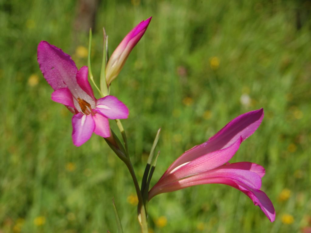 Gladiolus italicus / Gladiolo dei campi